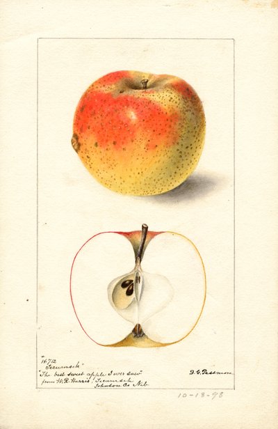 Manzanas Tecumseh ( Malus domestica) (acuarela) de Deborah Griscom Passmore