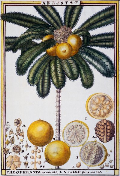Aerostato (Theophrasta aculeata), de Florindie ou Histoire physico-economique des vegetaux de la Torride de Delahaye Delahaye