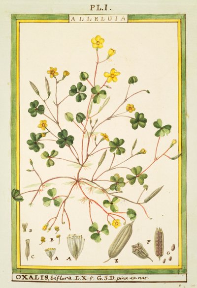 Vinagrillo de Bermudas (Oxalis biflora o pes-caprae) de Delahaye Delahaye