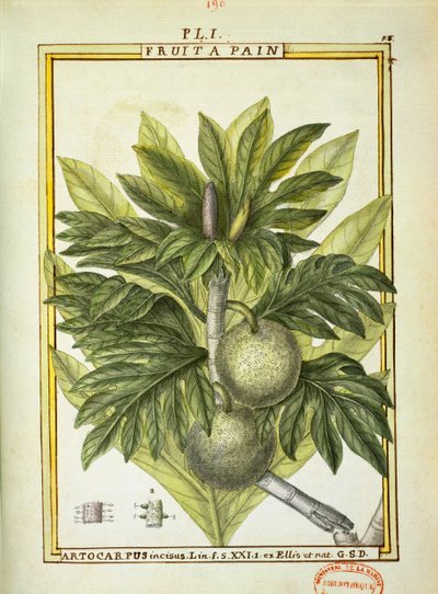 Fruta del pan (Artocarpus altilis) de Delahaye Delahaye