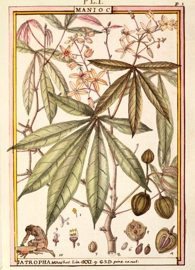 Yuca (Jatropha manihot), por Delahaye, acuarela de Delahaye Delahaye