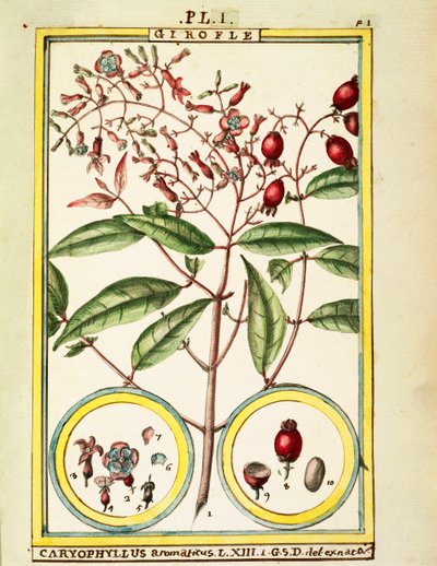 Clavo (Caryophyllus Aromaticus) de Delahaye Delahaye