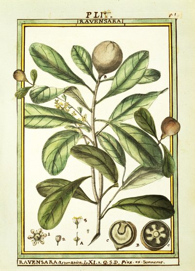 Cryptocarya Aromatica de Delahaye Delahaye