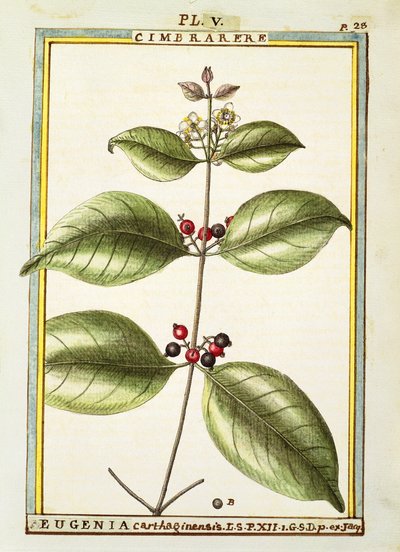 Eugenia Carthaginensis de Delahaye Delahaye