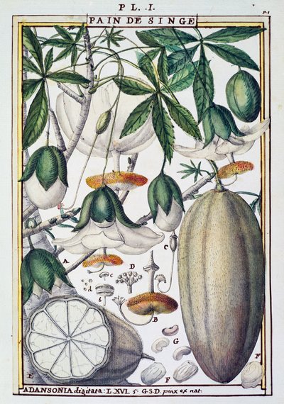 Frutas y flores del árbol de baobab (Adansonia digitata), de Florindie ou Historie physico-economique des Vegetaux de la Torride de Delahaye Delahaye