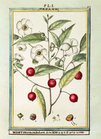 Cereza jamaicana (Muntingia calabura) de Delahaye Delahaye