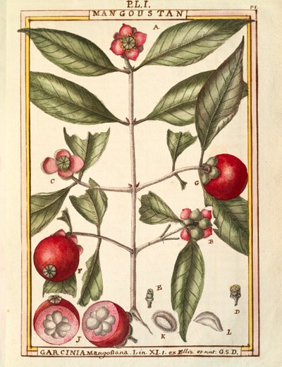 Mangostán (Garcinia mangostana) de Delahaye Delahaye