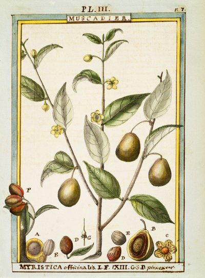 Nuez moscada (Myristica fragrans u officinalis) de Delahaye Delahaye