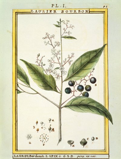 Laurel rojo (Laurus borbonia o Persea carolinensis), acuarela por Delahaye de Delahaye Delahaye