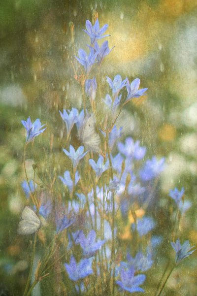 Mariposas azules de ensueño de Delphine Devos