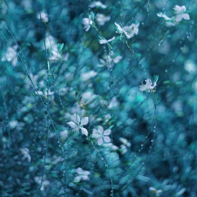 Flores de jardín de un azul de ensueño de Delphine Devos