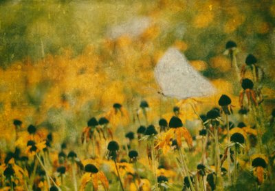 Pradera de mariposas de ensueño de Delphine Devos