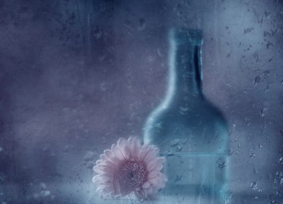 Gerbera de lluvia de ensueño de Delphine Devos