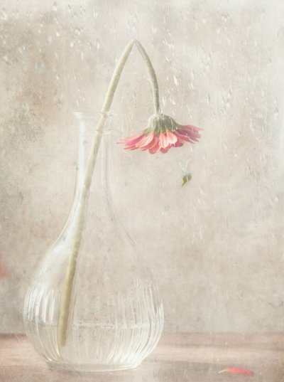  de Delphine Devos