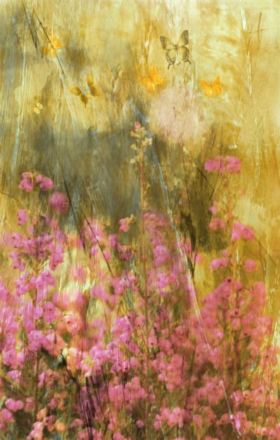 Las mariposas de Golden Meadow de Delphine Devos