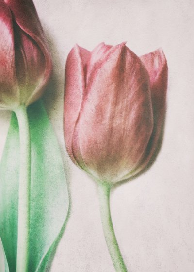 Tulipanes en tonos rosados suaves de Delphine Devos