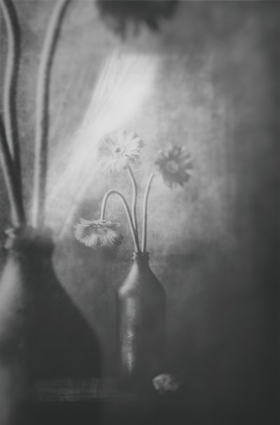 Flores de luz suave de Delphine Devos