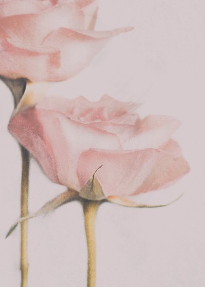 Rosas de color rosa pálido de Delphine Devos