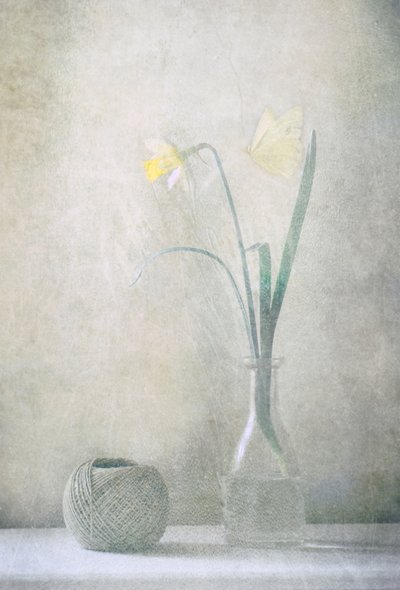 Mariposa del narciso de primavera de Delphine Devos