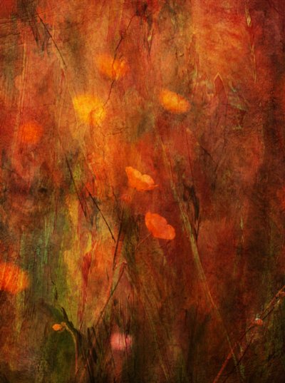 Campo de amapolas con textura de Delphine Devos