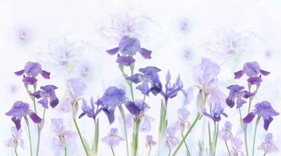 Lirios lavanda de ensueño de Denis O Reilly
