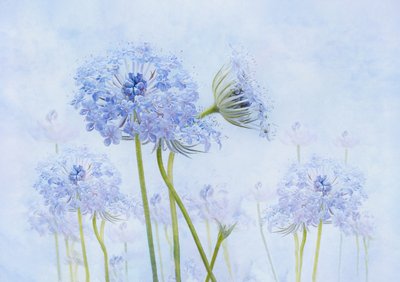 Flores azules etéreas de Denis O Reilly