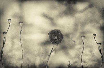  de Desislava Ignatova