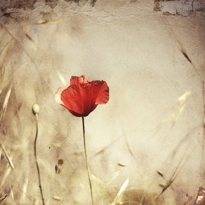  de Desislava Ignatova