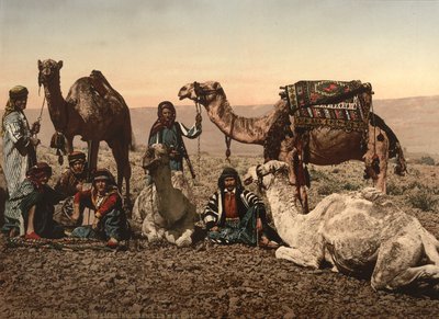 Camellos Deteniéndose en el Desierto, Tierra Santa, c.1890 de Detroit Photographic Co.