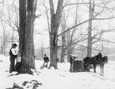 Recolección de savia en un campamento de azúcar de arce en Vermont de Detroit Publishing Co.