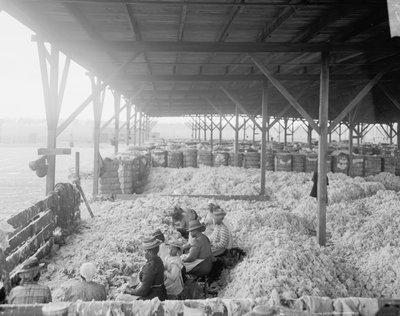 Clasificación de algodón para la Atlantic Cotton Compress Company, Pensacola, Florida de Detroit Publishing Co.