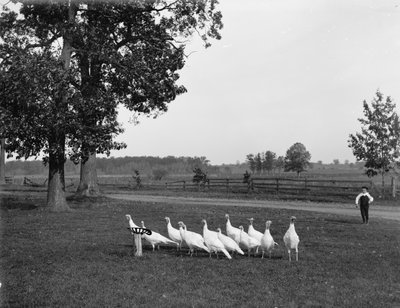 Pavos blancos de Holanda, 1900 de Detroit Publishing Co.