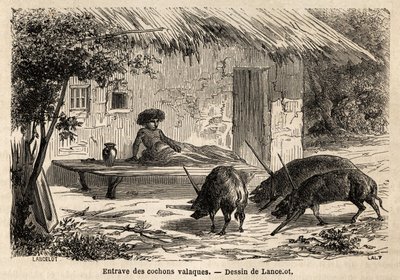 Obstrucciones de las extremidades anteriores, así inmovilizadas, de cerdos valacos, en Rumania. Grabado para ilustrar el viaje de París a Bucarest, por Lancelot, dibujante, en 1860, publicado en “Le tour du monde, nouveau journal des voyages”, bajo la dire de Dieudonne Auguste Lancelot