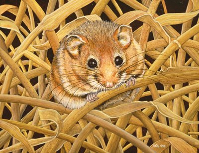 Lirón comestible, 1993 de Ditz
