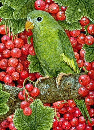 Redcurrant-Parakeet de Ditz