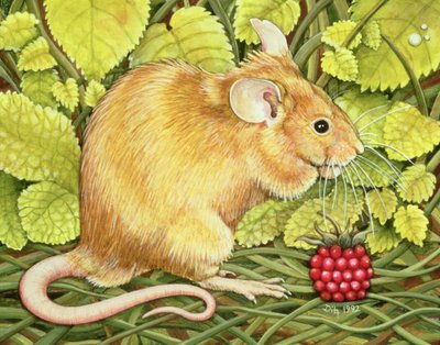El Ratón de Frambuesa de Ditz