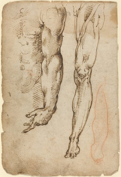 Estudios Anatómicos de Domenico Beccafumi