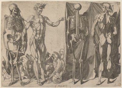 Esqueletos y Desollados, c. 1540-1545 de Domenico del Barbiere