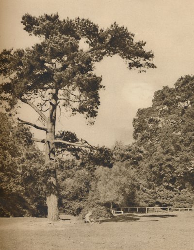 En Hadley Woods, Resto del antiguo bosque real de caza de Enfield Chase, c1935 de Donald McLeish