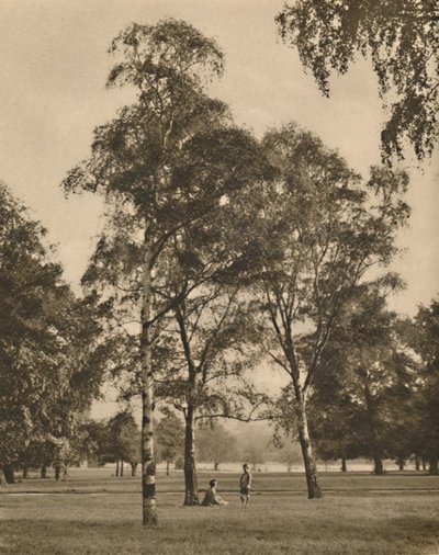 El encaje de las hojas: Una mañana de verano en Hyde Park, c1935 de Donald McLeish