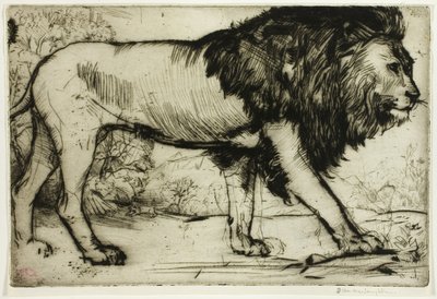 Un león de Donald Shaw MacLaughlan