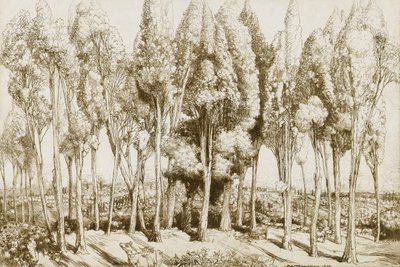 Road Song no. 5 de Donald Shaw MacLaughlan