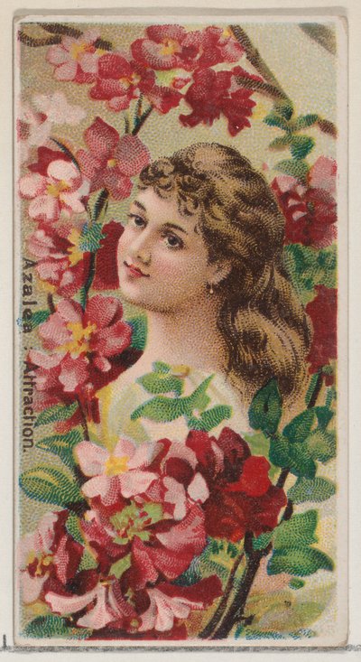 Azalea: Atracción, de la serie Bellezas Florales y Lenguaje de las Flores N75 para Duke..., 1892 de Donaldson Brothers