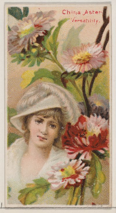 Aster de China: Versatilidad, de la serie Bellezas Florales y Lenguaje de las Flores de Donaldson Brothers