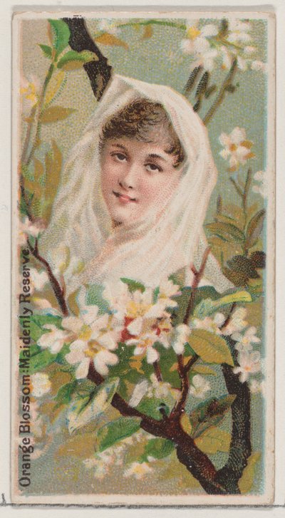 Flor de Azahar: Reserva de Doncella, de la serie Bellezas Florales y Lenguaje de las Flores, 1892 de Donaldson Brothers