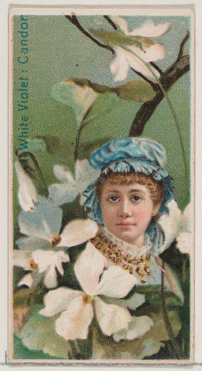 Violeta blanca: Cándor, de la serie Bellezas florales y lenguaje de las flores N75 para Du de Donaldson Brothers