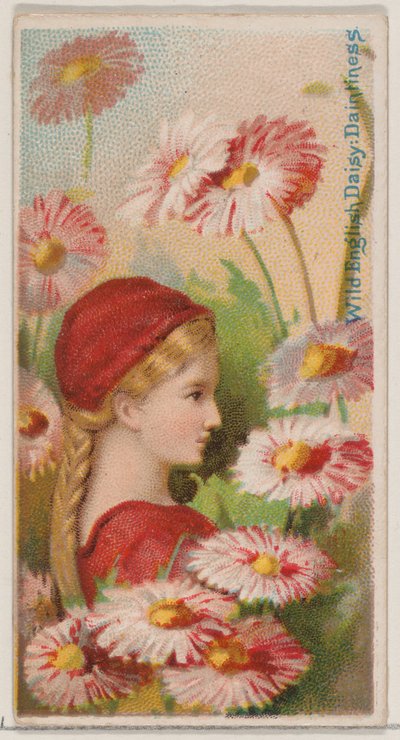 Margarita inglesa silvestre: Delicadeza, de la serie Bellezas florales y lenguaje de las flores, 1892 de Donaldson Brothers