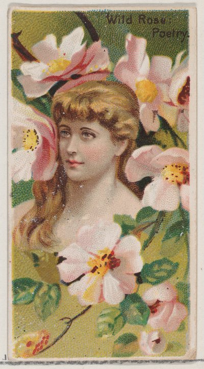 Rosa silvestre: Poesía, de la serie Bellezas Florales y Lenguaje de las Flores N75 para Duke de Donaldson Brothers