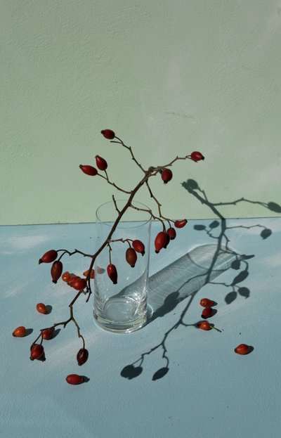 Naturaleza muerta con escaramujos de Donatella Basso