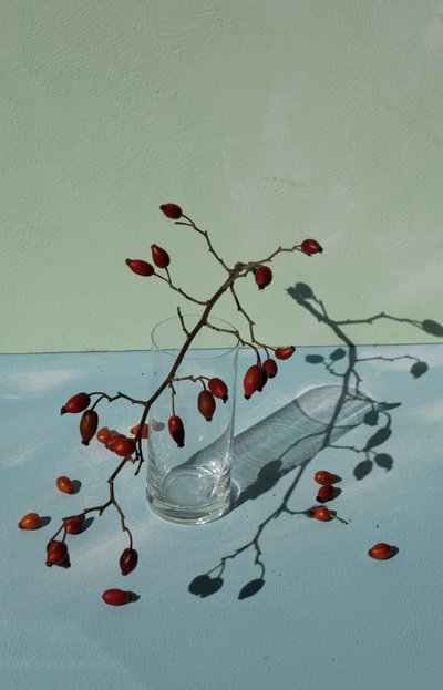 Escaramujos y sombras de Donatella Basso